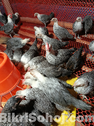 পাওমি মুরগি